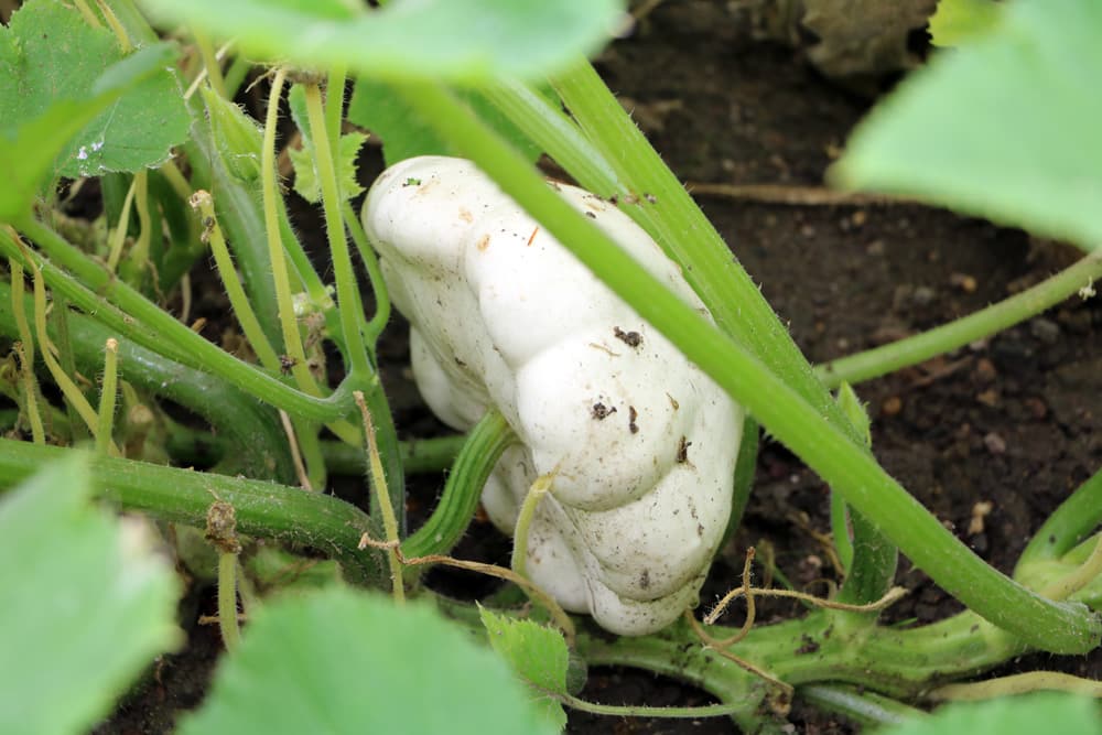 Kürbisse - Cucurbita - Patisson