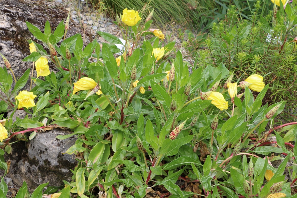 Nachtkerze - Oenothera