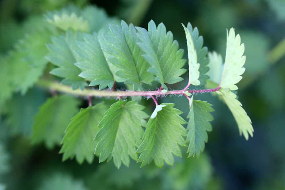 Pimpernelle - kleiner Wiesenknopf - Sanguisorba minor