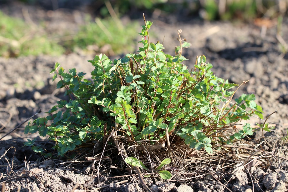 Pimpernelle - kleiner Wiesenknopf - Sanguisorba minor