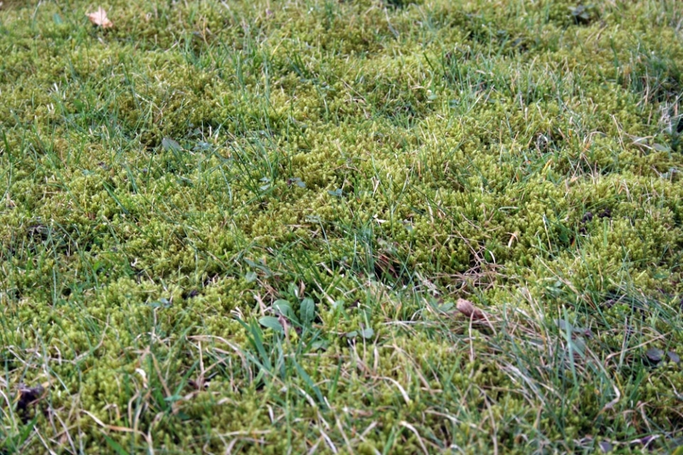 pHWert im Boden senken 9 einfache Wege für Rasen und Beete