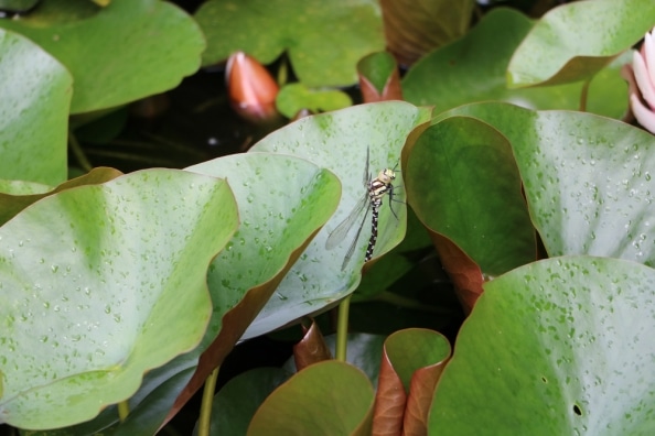 Lebewesen im Teich diese Tiere leben im und am Gartenteich
