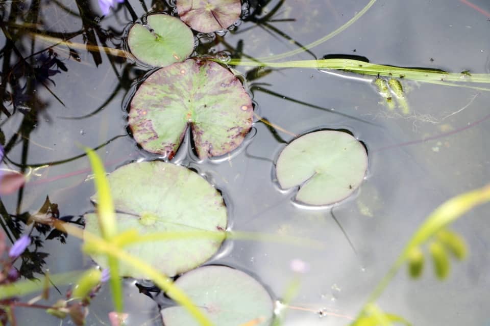 Grünes Wasser im Gartenteich was tun gegen trübes Teichwasser