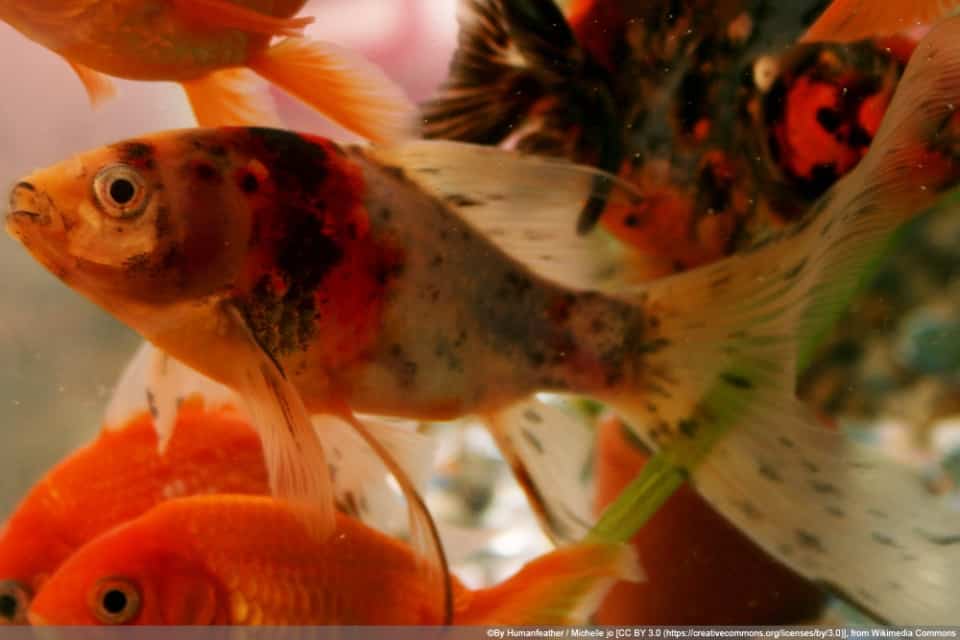 Teichfische füttern ab wann und wie oft werden Fische gefüttert