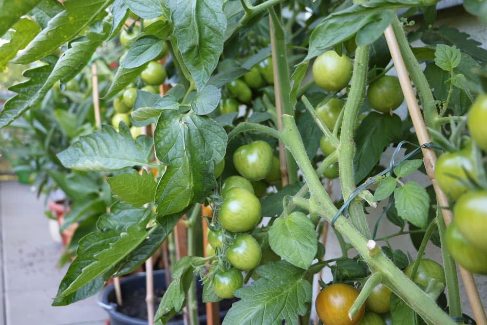 Tomaten - Solanum lycopersicum