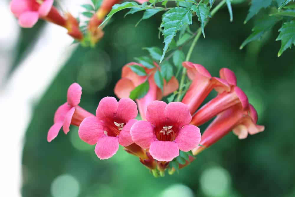 Trompetenblume - Campsis radicans - Klettertrompete