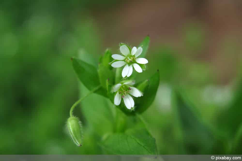 Vogelmiere - Stellaria media