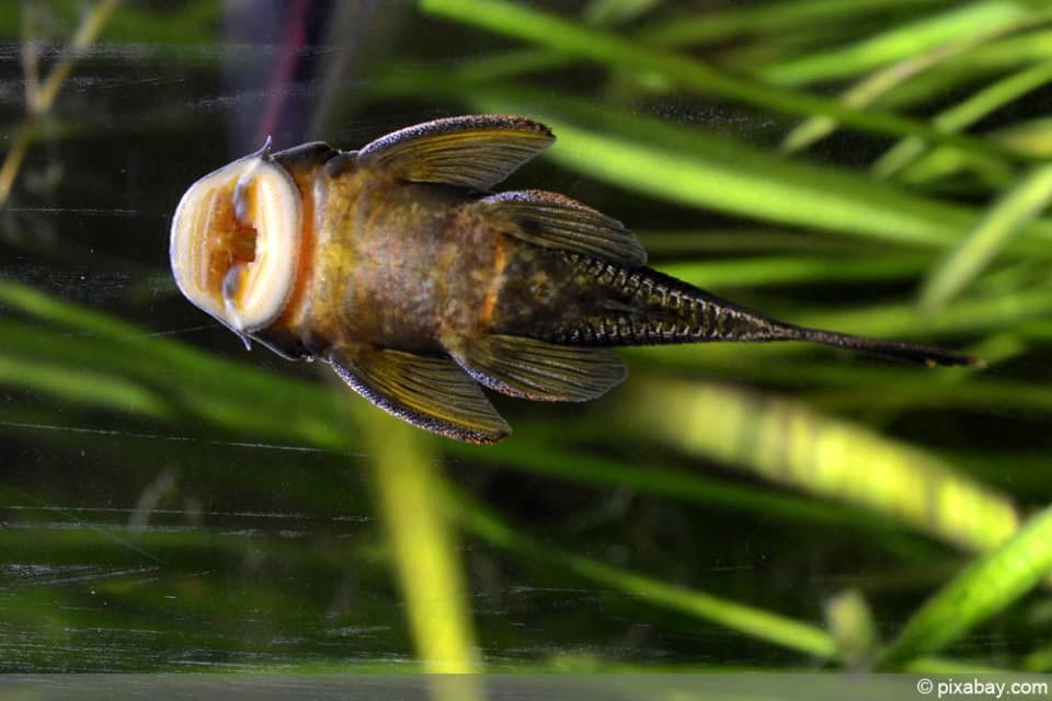 Fadenalgen im Aquarium bekämpfen