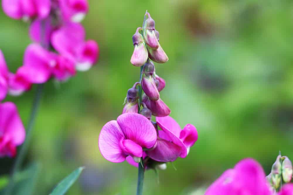 Wicken - Vicia