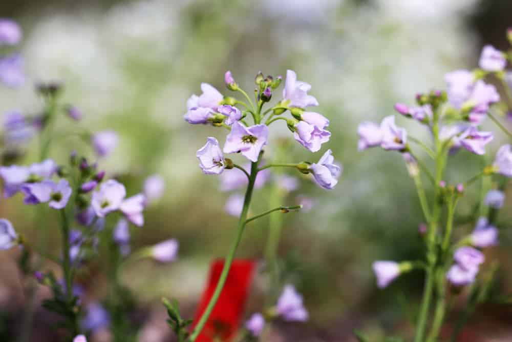 Wiesenschaumkraut - Cardamine pratensis