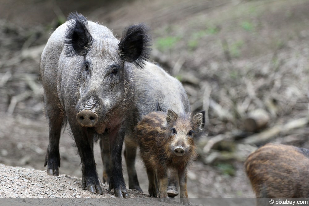 Wildschweine