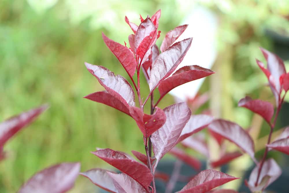 Zwerg-Blutpflaume, Prunus cistena, Kirschpflaume