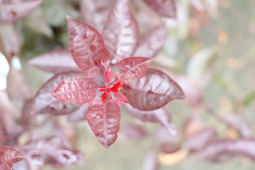 Zwerg-Blutpflaume - Prunus cistena - Kirschpflaume