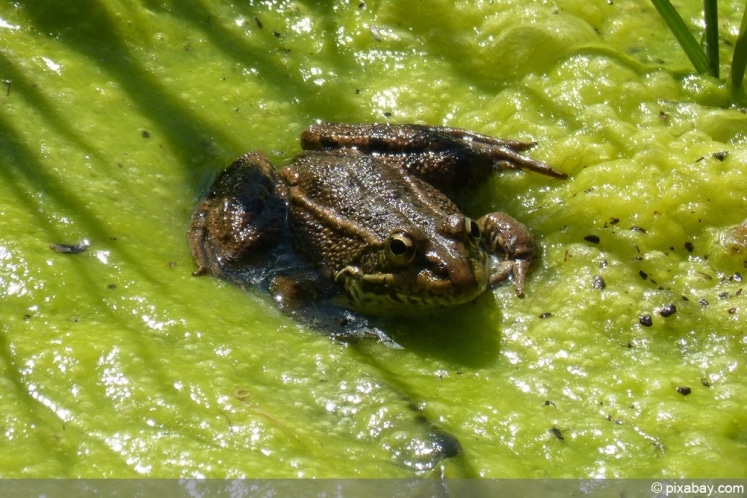 33+ Lebewesen Am Teich, In unsere übersicht stellen wir ihnen.