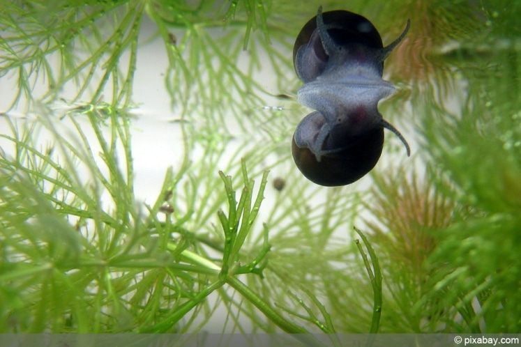 Lebewesen im Teich diese Tiere leben im und am Gartenteich