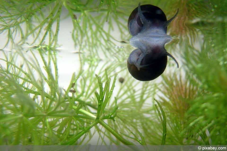 Apfelschnecken im Aquarium: Haltung, Temperatur und Vermehrung ...