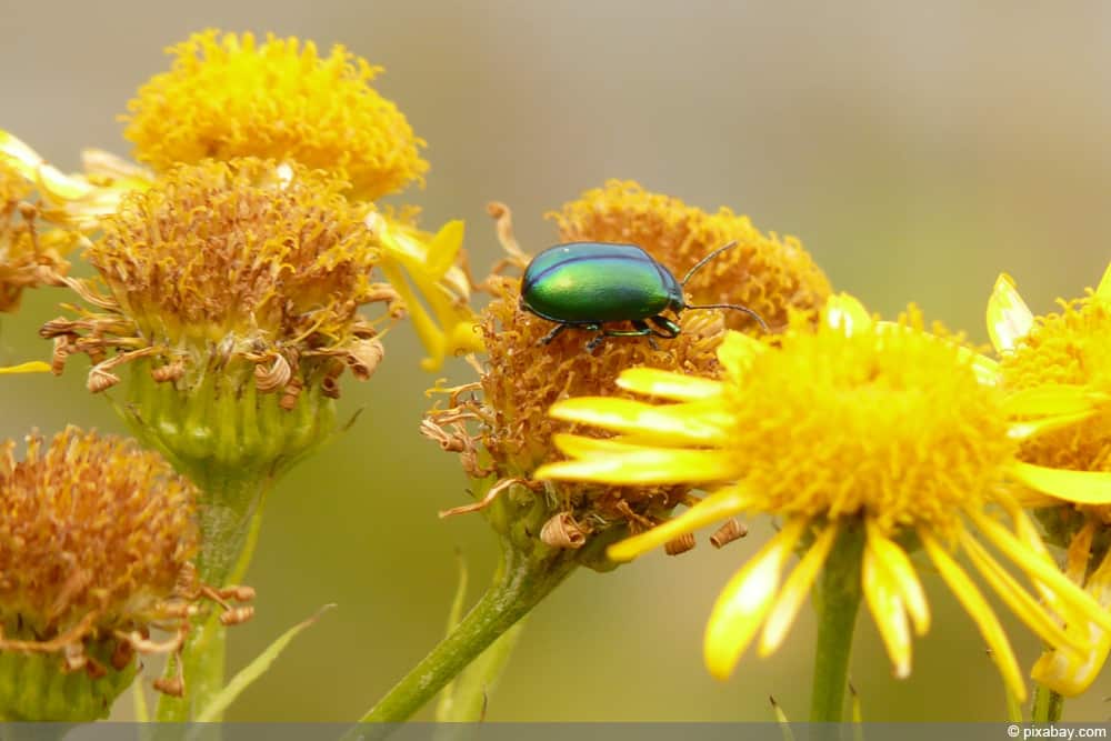 Arnika, Echte Arnika (Arnica montana)