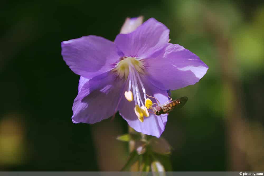 Blaue Himmelsleitern (Polemonium caeruleum)