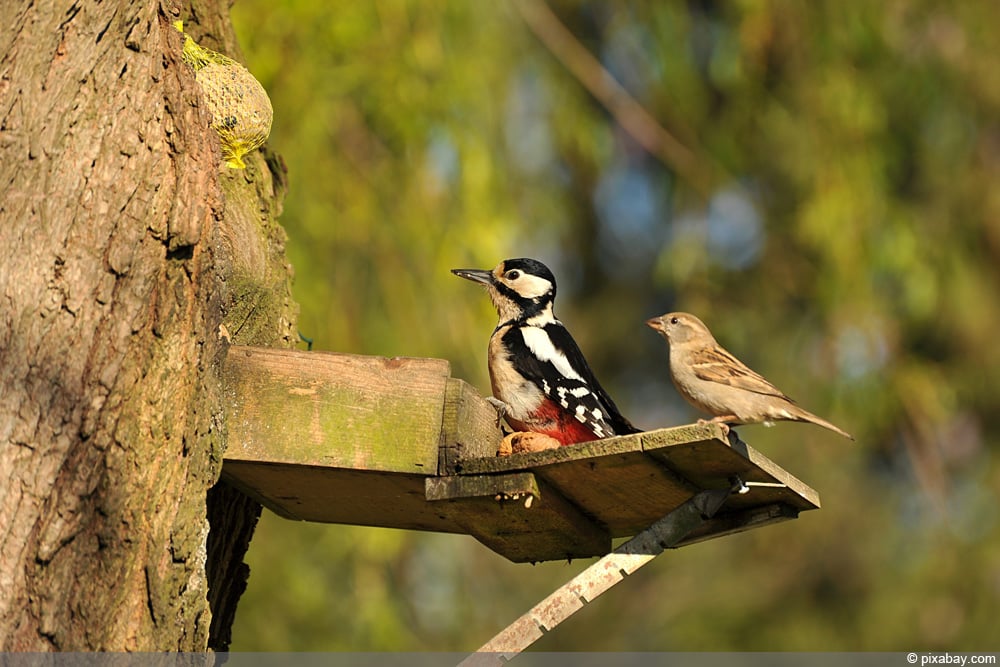 Buntspecht - Specht - Spatz