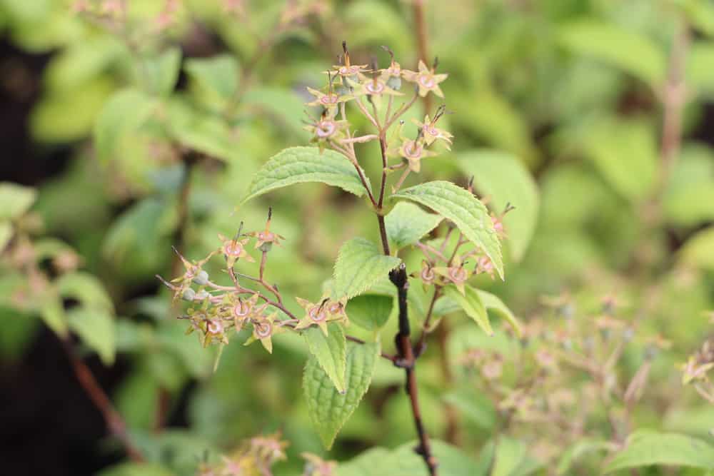 Maiblumenstrauch - Deutzie - Deutzia magnifica