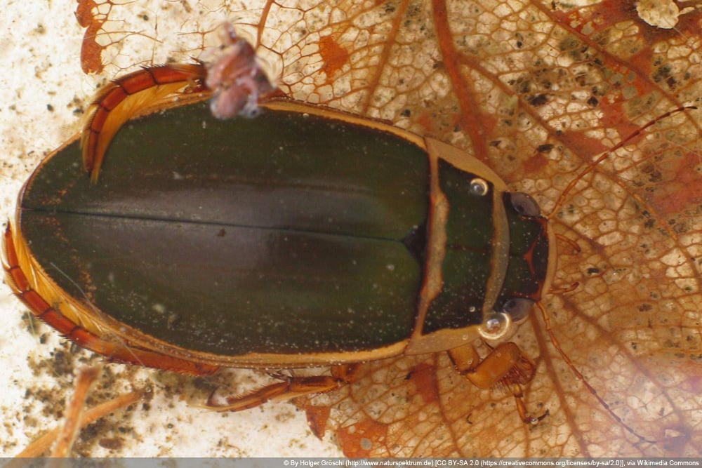 Gelbrandkäfer - Dytiscus marginalis