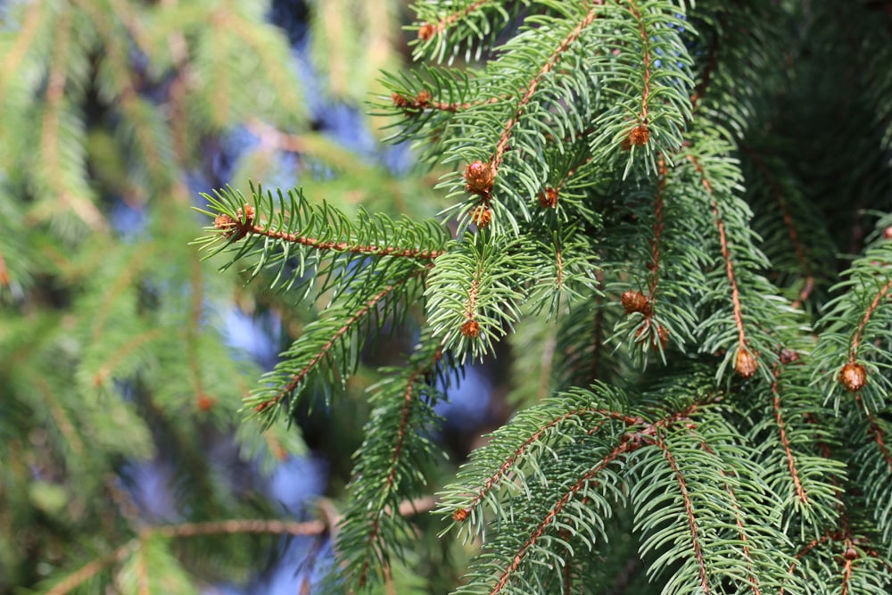 gemeine Fichte - Picea abies