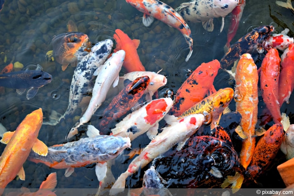 Lebewesen im Teich diese Tiere leben im und am Gartenteich