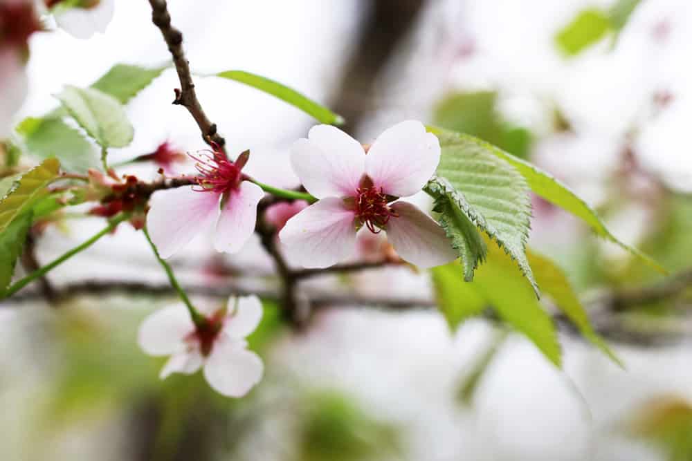 Kurilenkirsche - Zwergkirsche Brilliant - Prunus kurilensis