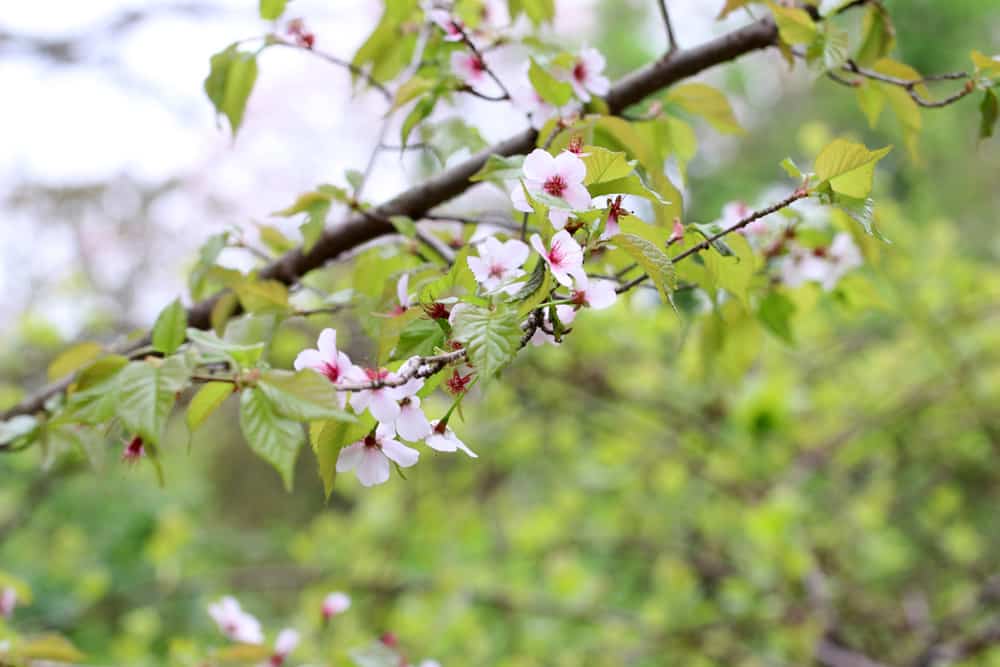 Kurilenkirsche - Zwergkirsche Brilliant - Prunus kurilensis