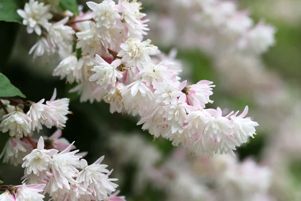 Maiblumenstrauch - Deutzie - Deutzia magnifica