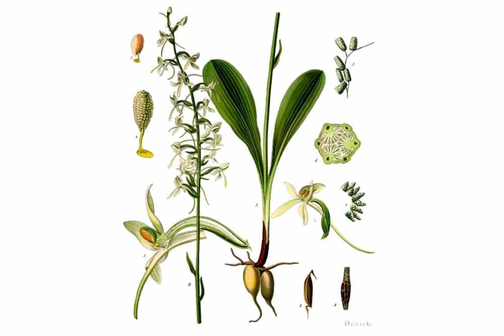 Weiße Waldhyazinthe, Zweiblättrige Waldhyazinthe (Platanthera bifolia)