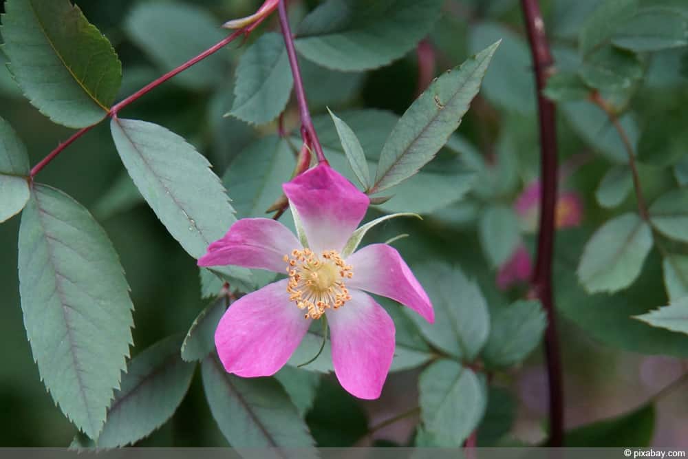 Rotblatt-Rose, Hechtrose (Rosa glauca)