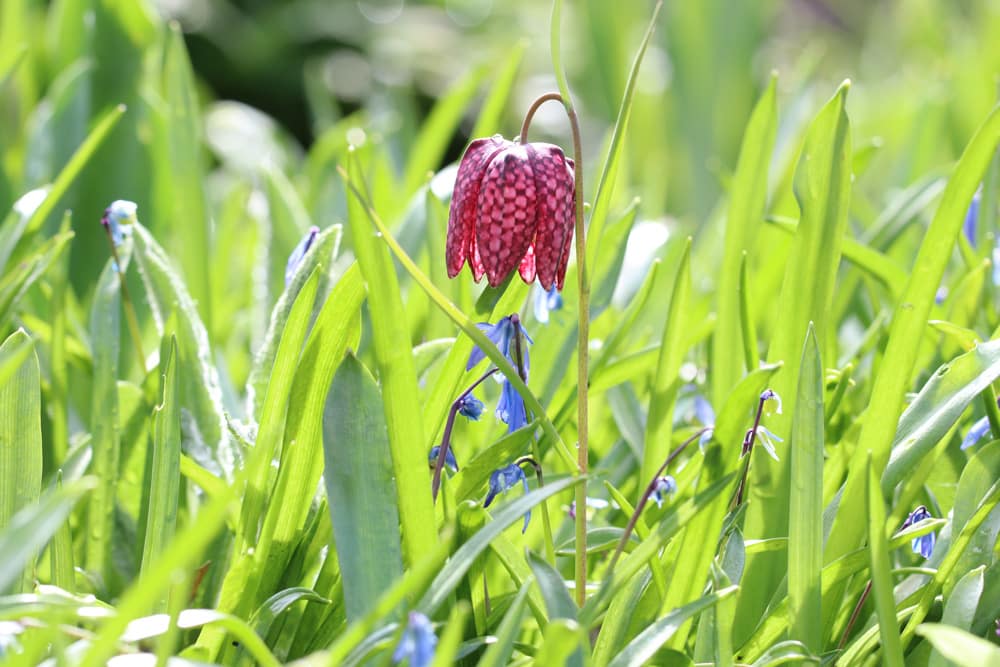 Schachblume - Fritillaria meleagris