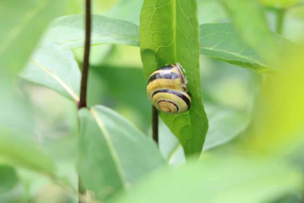 Schnecke