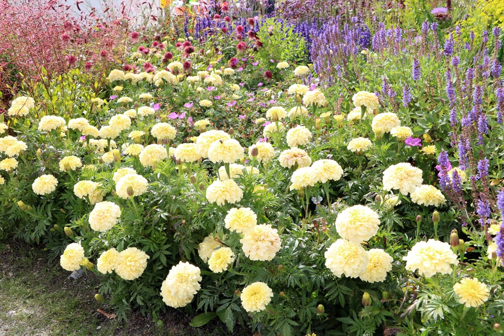 Studentenblume - Tagetes