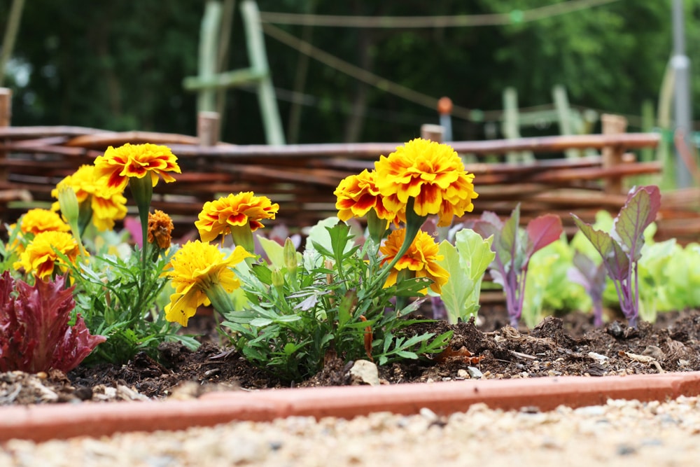 Studentenblume - Tagetes