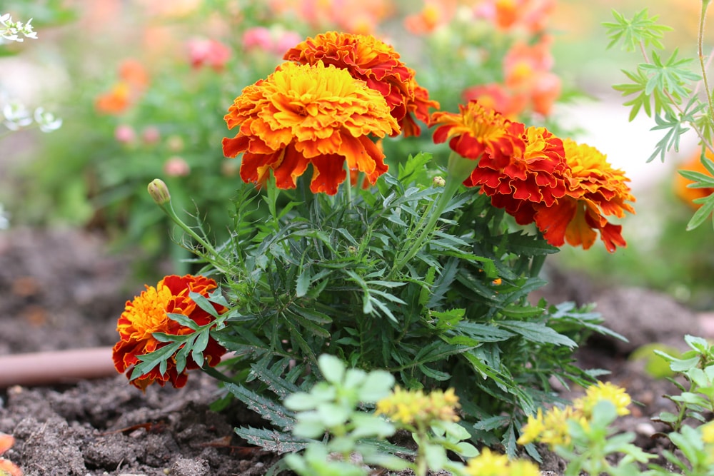 Studentenblume, Tagetes - Sorten, Aussaat und Pflege - Hausgarten.net