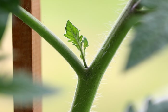 Tomate Geiztrieb