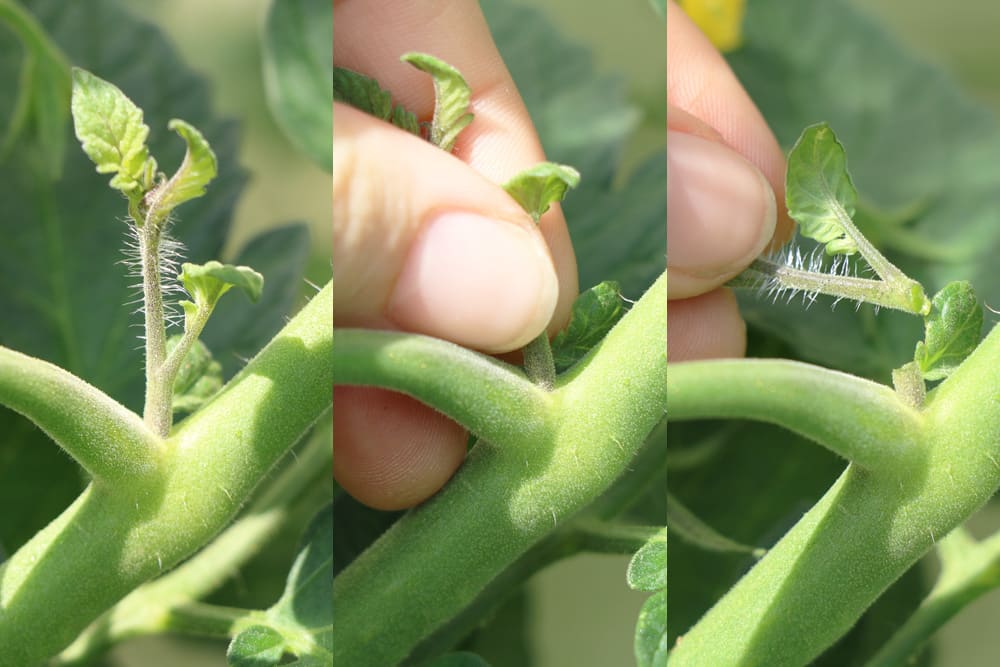 Tomaten ausgeizen