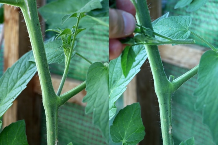 Tomaten ausgeizen