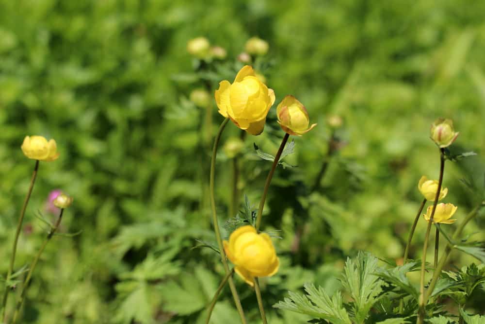 Trollblume, Goldköpfchen (Trollius europaeus)