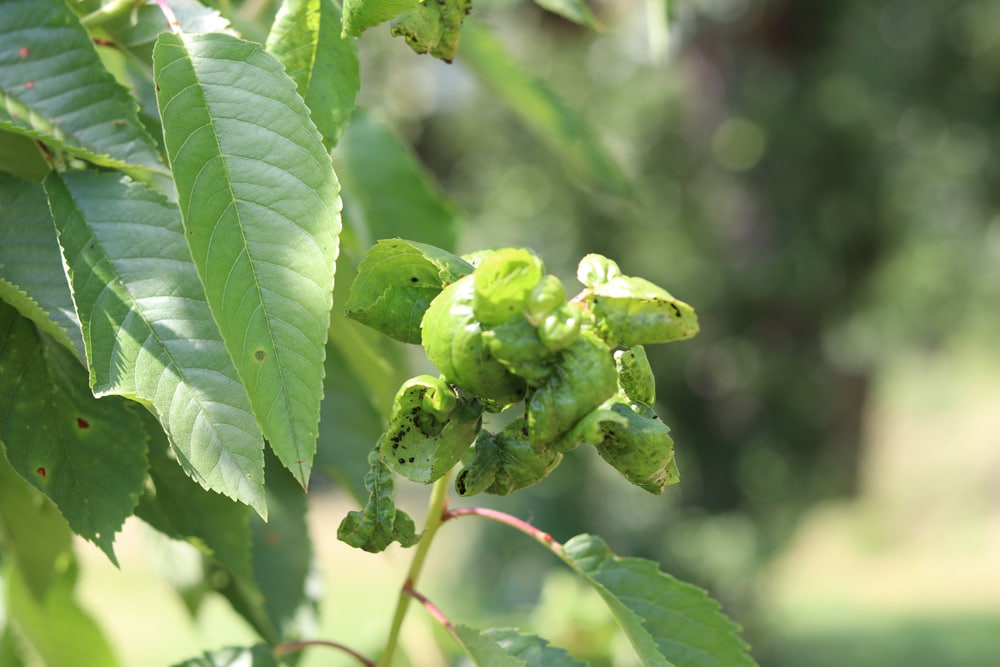 Apfel - Malus - Kräuselkrankheit