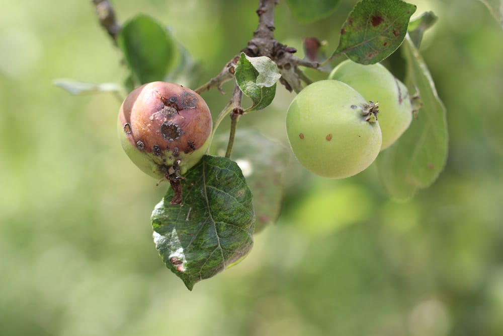 Apfel Malus krank