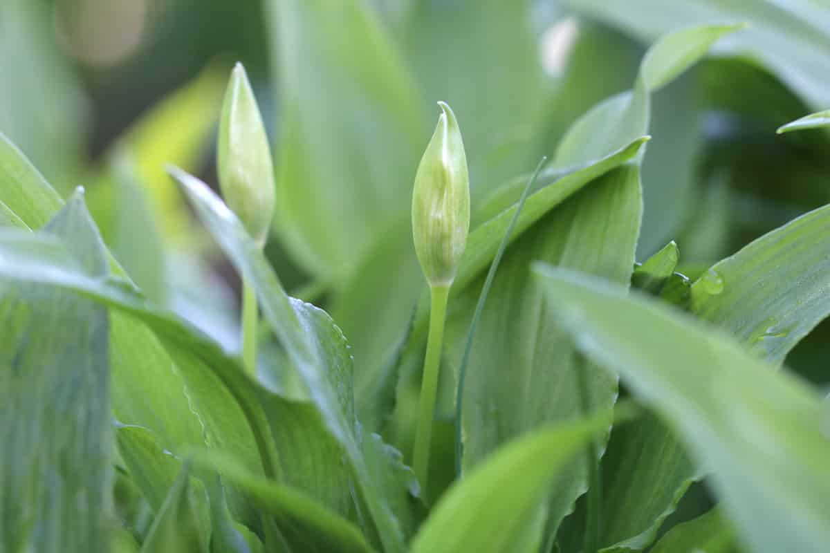 Bärlauch - Allium ursinum