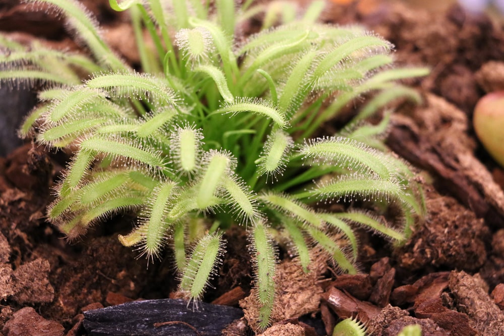 Sonnentau Drosera