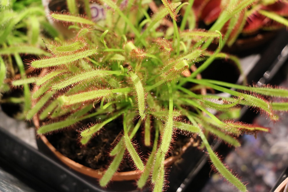 Sonnentau - Drosera - Karnivoren