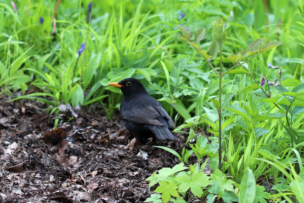 Amsel