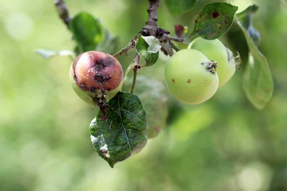 Apfel Malus krank 