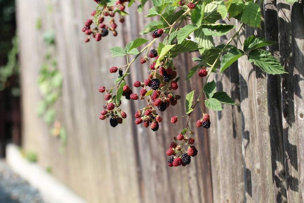 Brommbeere - Rubus sectio rubus