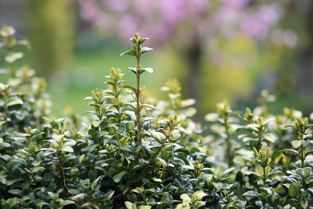 Buxbaum - Buxus - Buchsbaum